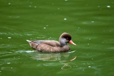 Kolbenente (1 von 5).jpg